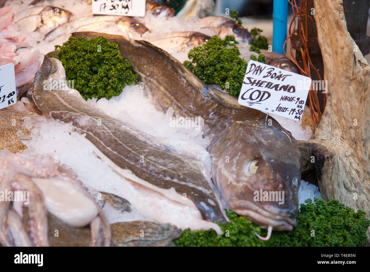 Fresh Cod fish for sale at Borough Market, London, England, United
