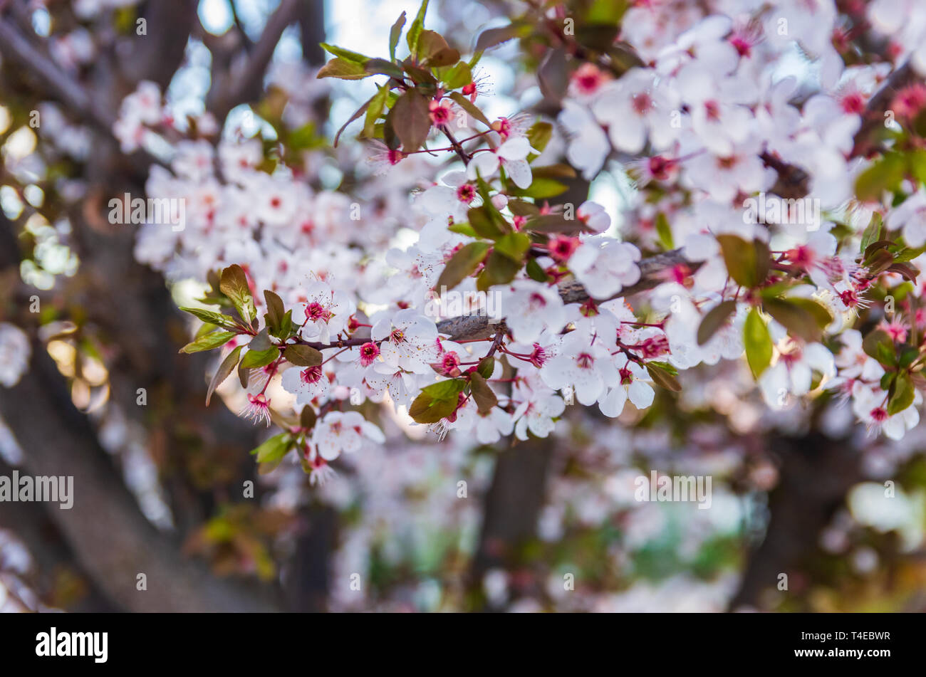 Cherry blossom sunset close up hi-res stock photography and images - Alamy