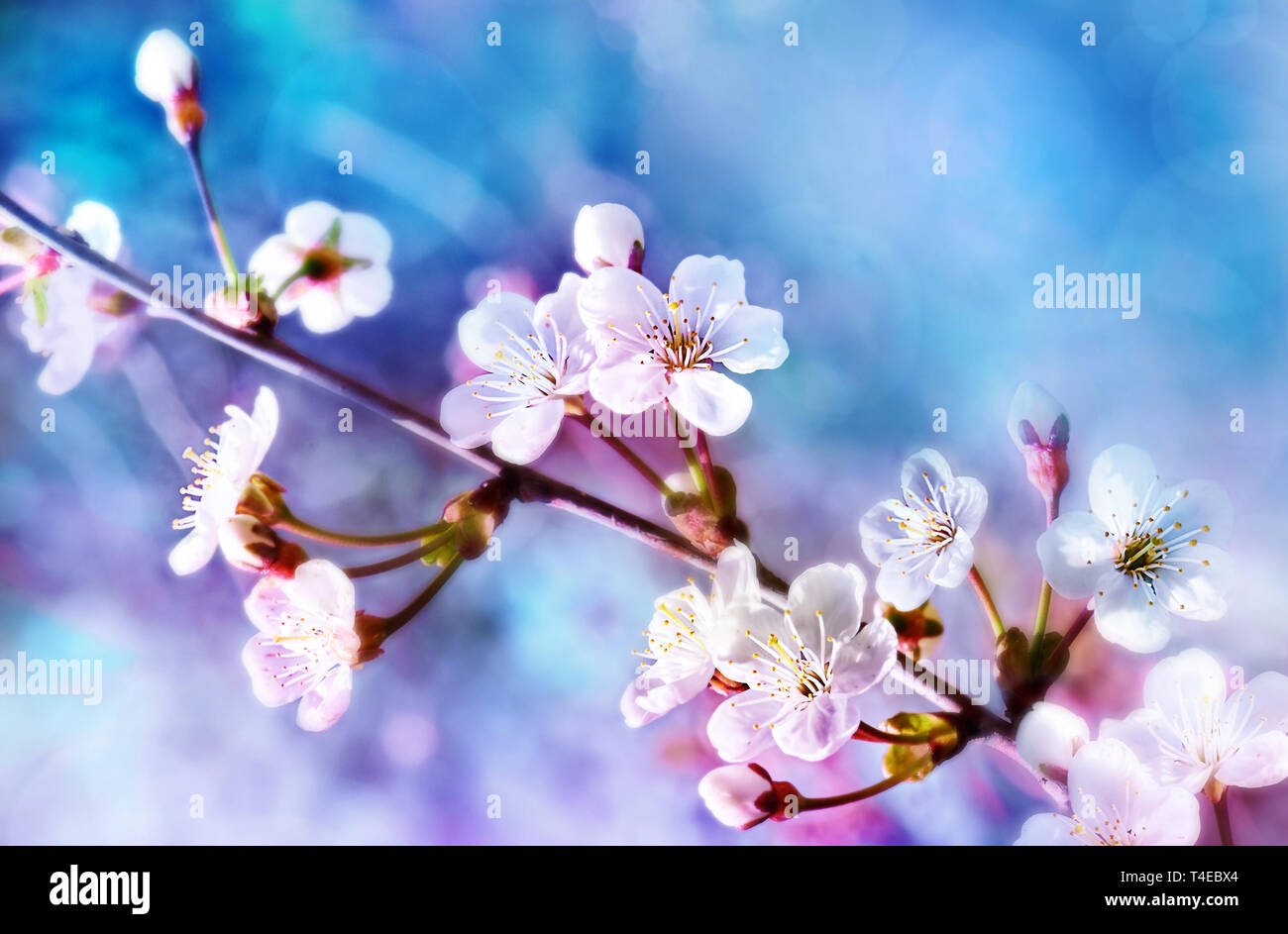 Beautiful branch of flowering apple tree in spring on light blue and pink background macro. Stock Photo