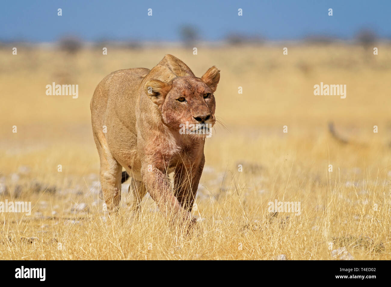 Lion - Panthera leo, iconic animal from African savannas, Etosha national park, Namibia. Stock Photo