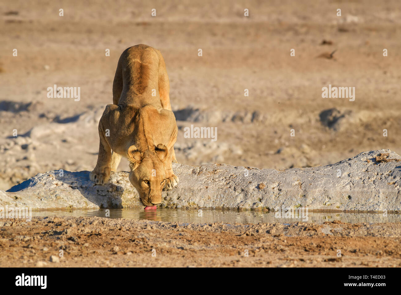 Lion - Panthera leo, iconic animal from African savannas, Etosha national park, Namibia. Stock Photo