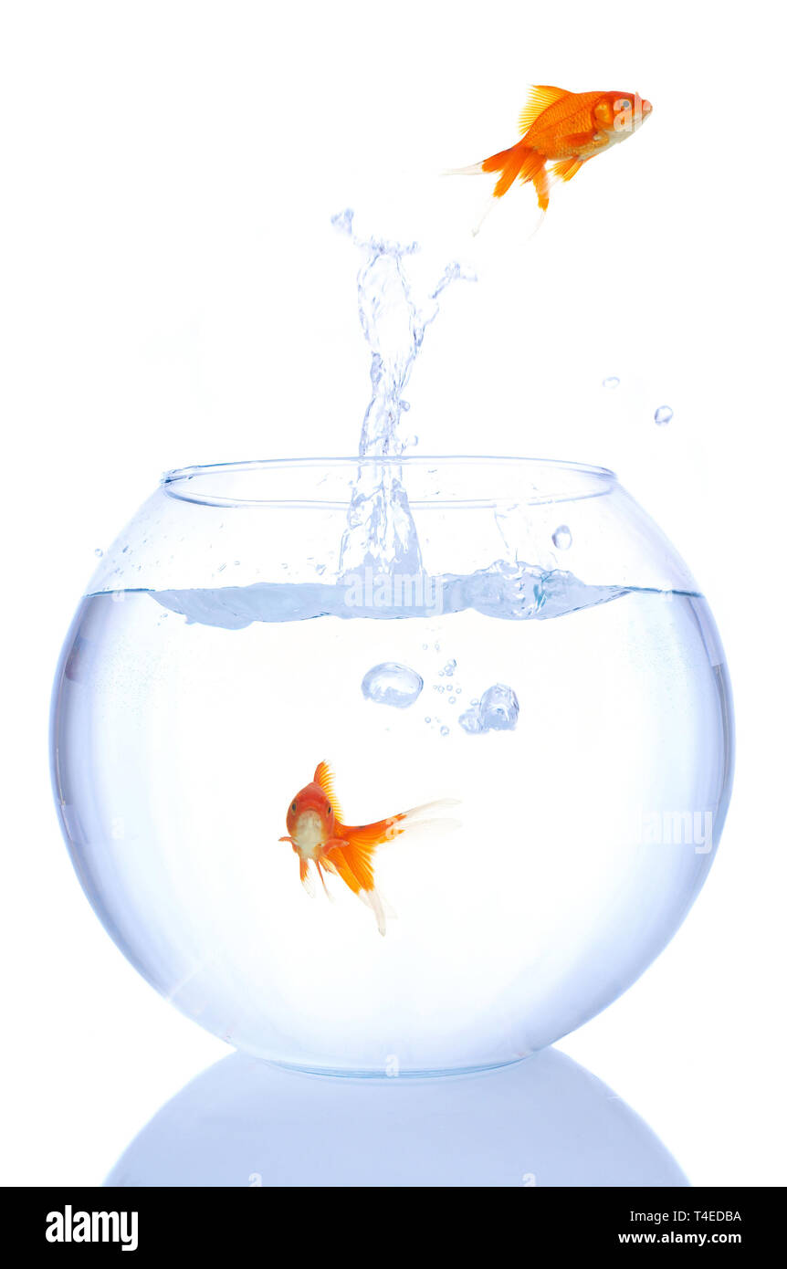goldfishes jumping in and out of the bowl Stock Photo Alamy