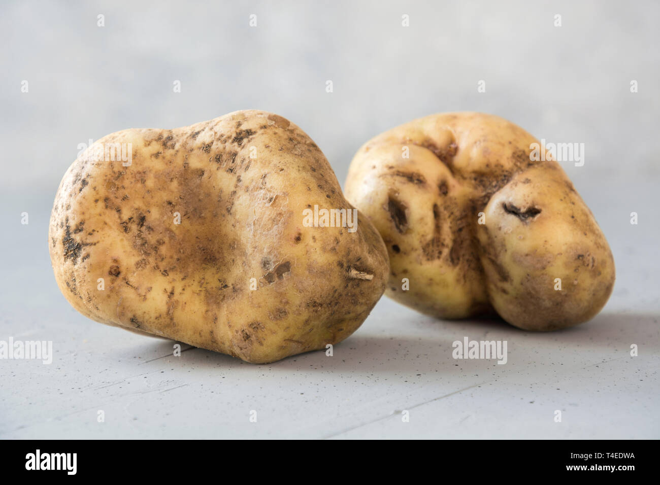 Ugly organic abnormal potatoes. Concept organic vegetables. Close up. Stock Photo