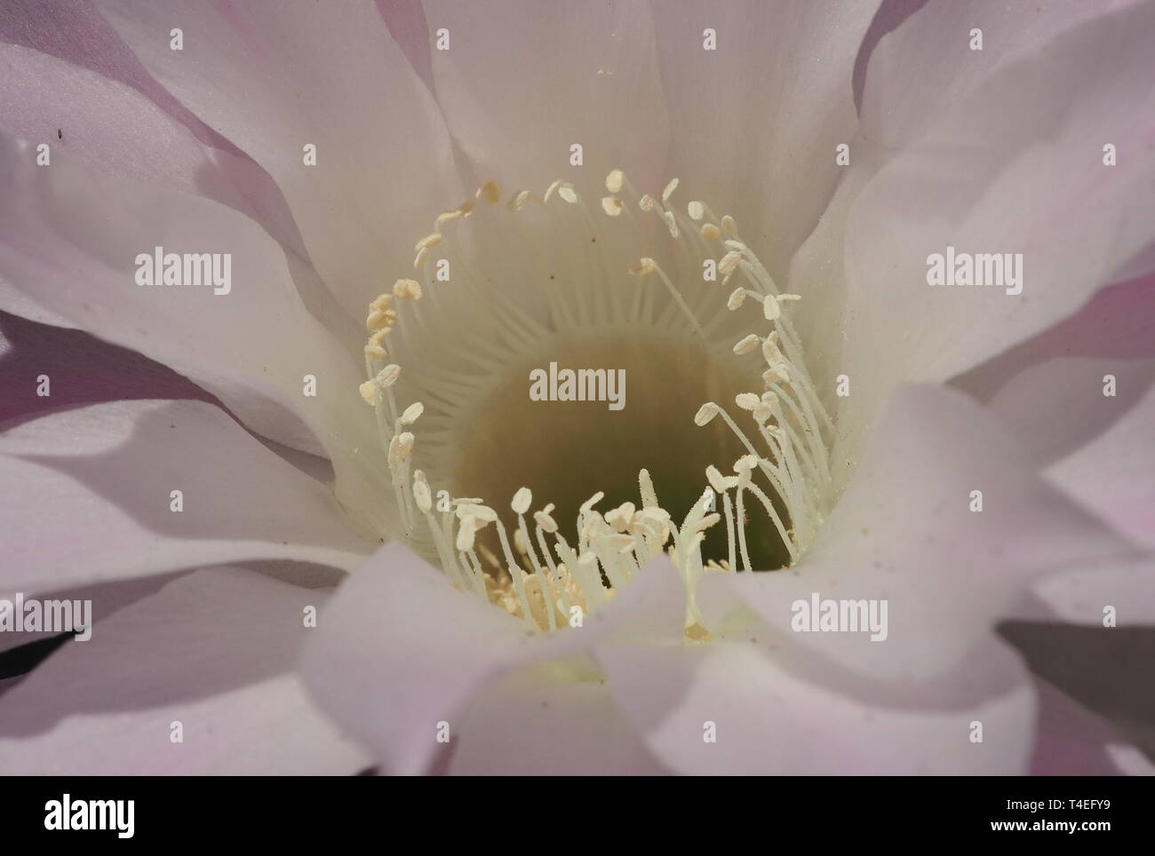 Cactus flower isolated and zoom Stock Photo