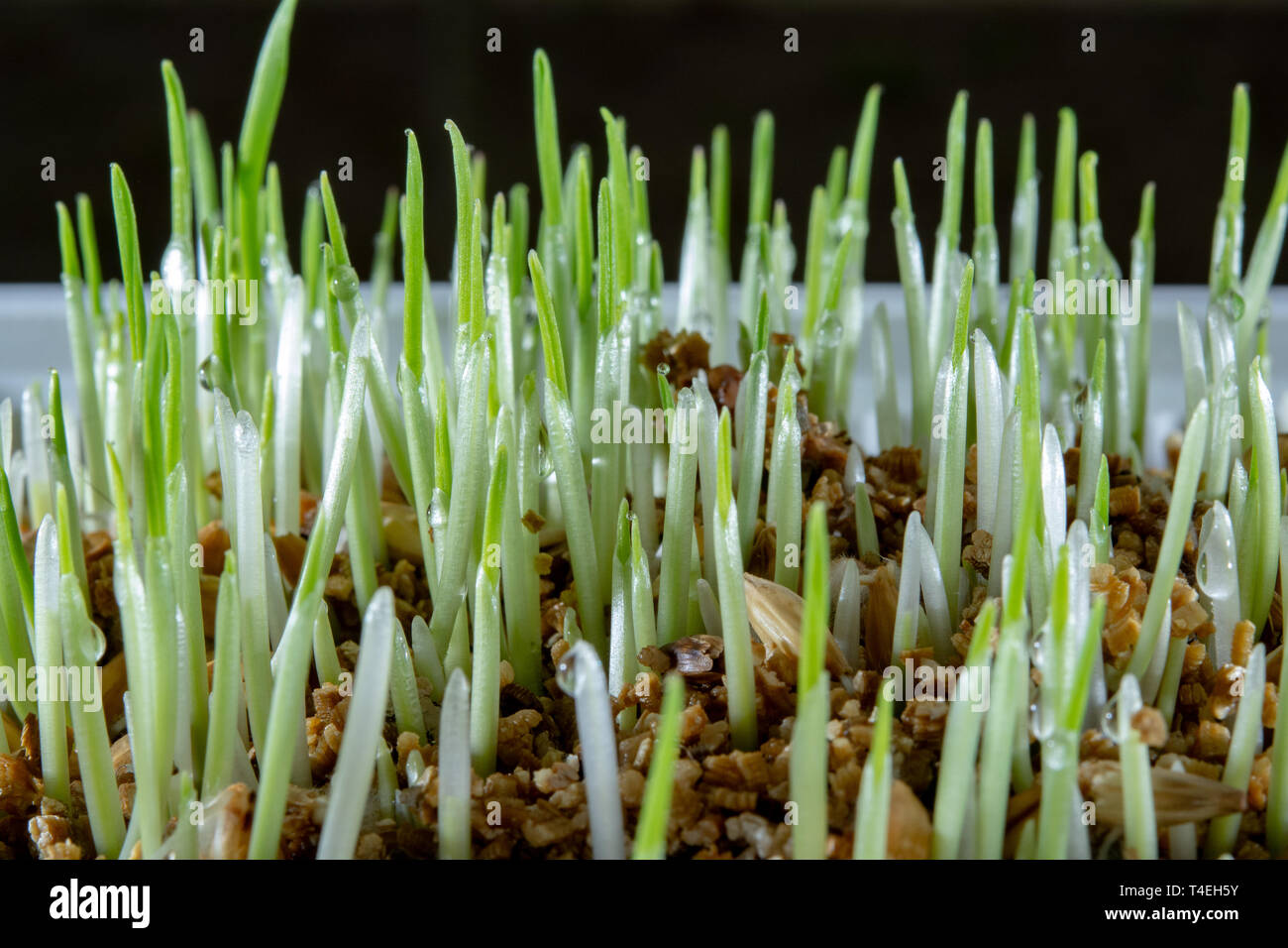 Young growing green sprouts of cat grass, Dactylis glomerata, close up Stock Photo