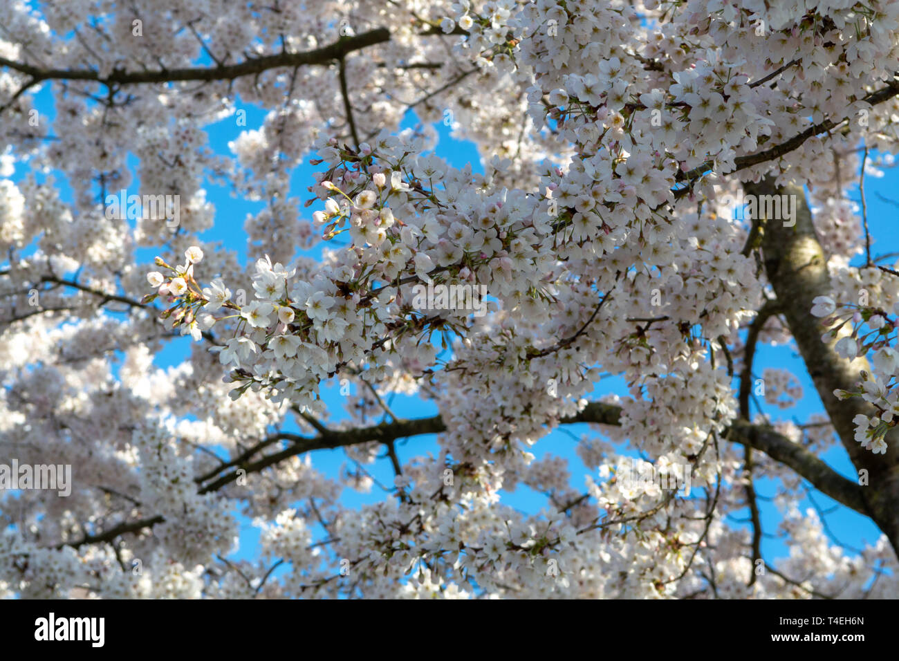 Spring blossom of Japanese white sakura tree, floral background with ...