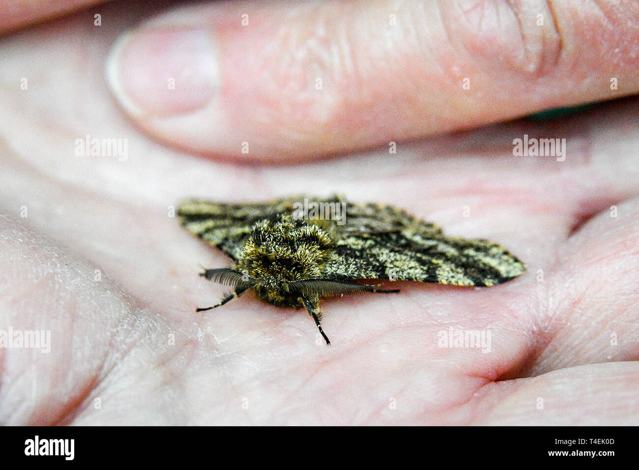 A male brindled beauty moth is inspected at Westonbirt, The National Arboretum, in Gloucestershire, during a survey to mark the launch of a nationwide programme taking place during the Forestry Commission centenary year to find out more about forest wildlife. The public are being encouraged to record forest wildlife through the seasons using a mobile phone app. Stock Photo