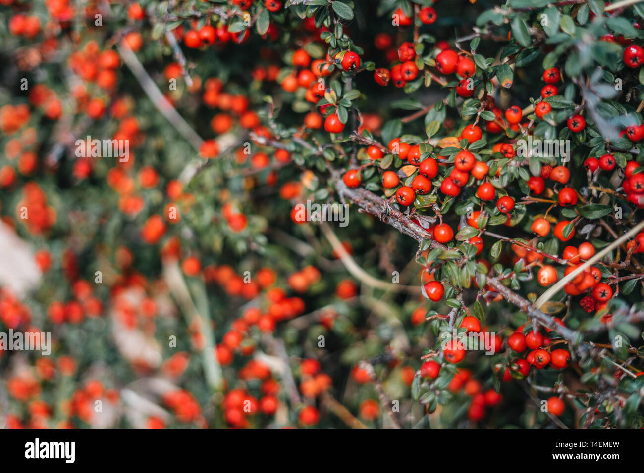 Red berries on green bush background Stock Photo