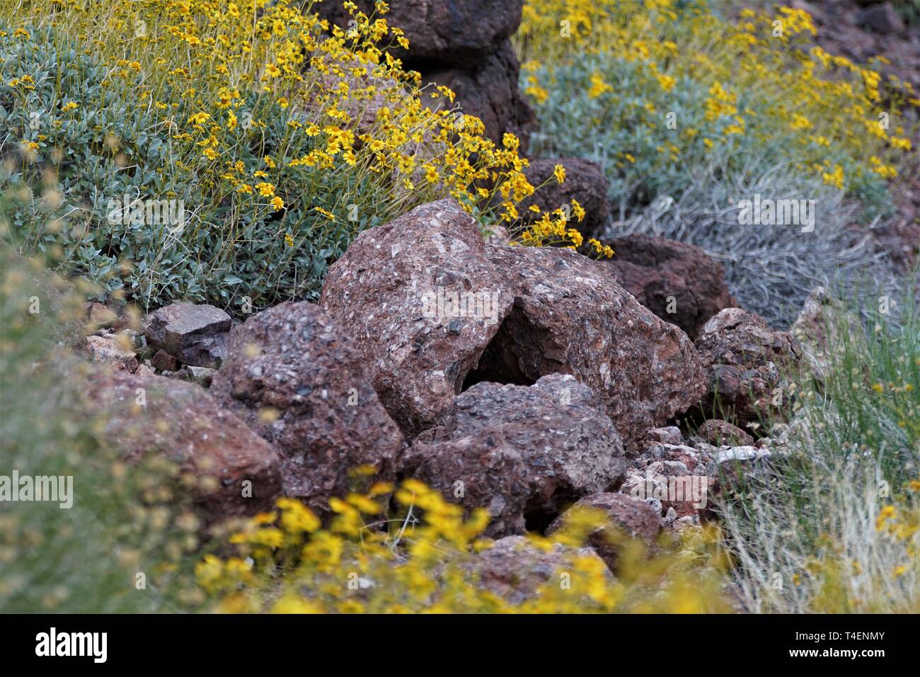 Wildflowers cover the typically arid desert after spring rains Stock