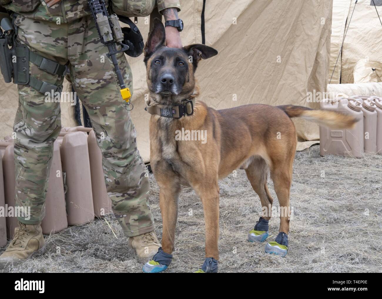 Vito, 823d Base Defense Squadron military working dog, patrols a forward operating location with his handler, Staff Sgt. Damien Dennis, during the Mission Readiness Exercise (MRX) at Camp Guernsey, Wyo., March 25, 2019. Vito wore booties to protect his feet from the rocky terrain and to help keep him warm in the cold Wyoming weather. Stock Photo