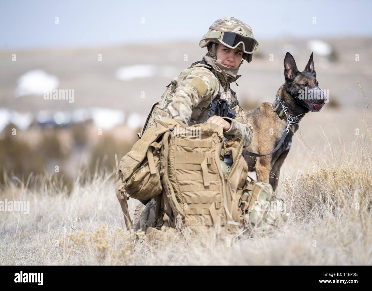Staff Sgt. Lindsay Zaccardi, 823d Base Defense Squadron (BDS) military working dog (MWD) handler, and JJoan, 823d BDS MWD, dig into their pack for medical supplies during the Mission Readiness Exercise (MRX) at Camp Guernsey, Wyo., March 26, 2019. The pair was patrolling an entry control point when two scenario actors approached the ECP as injured, local civilians. Stock Photo