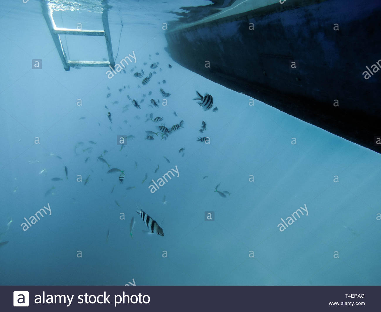 Deep Ocean Floor Fishes Stock Photos Deep Ocean Floor Fishes