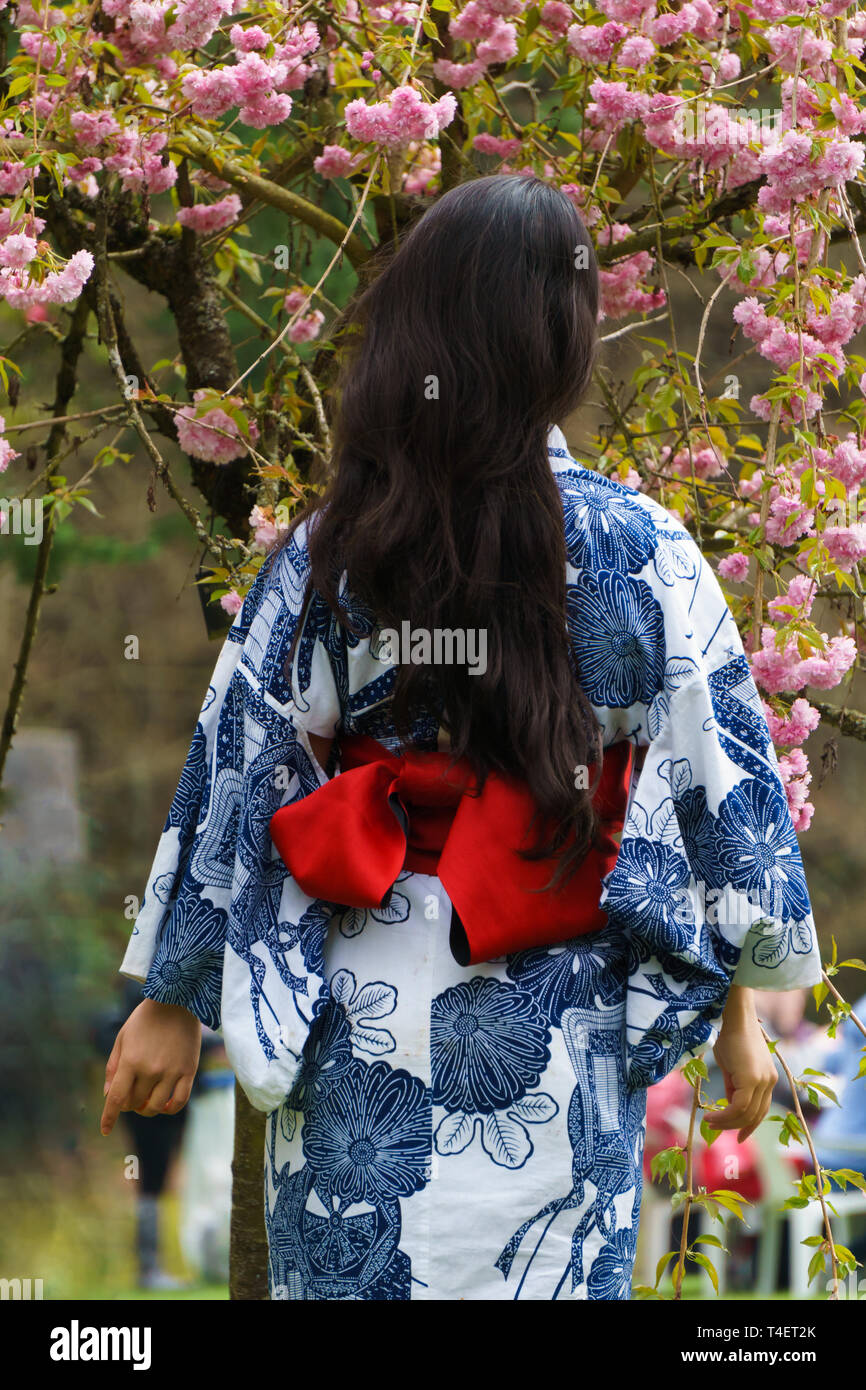 Beautiful young Asian woman wearing Kimono, Japanese national costume, watching cherry blossoms flowers on the Japanese cherry tree, Sakura. Stock Photo