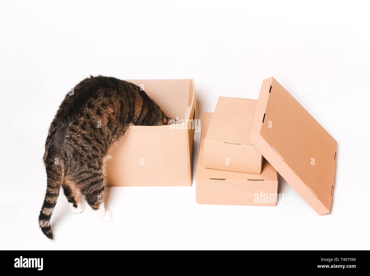 The cat looks in a cardboard box. Ecofriendly packaging. Transportation, transportation of