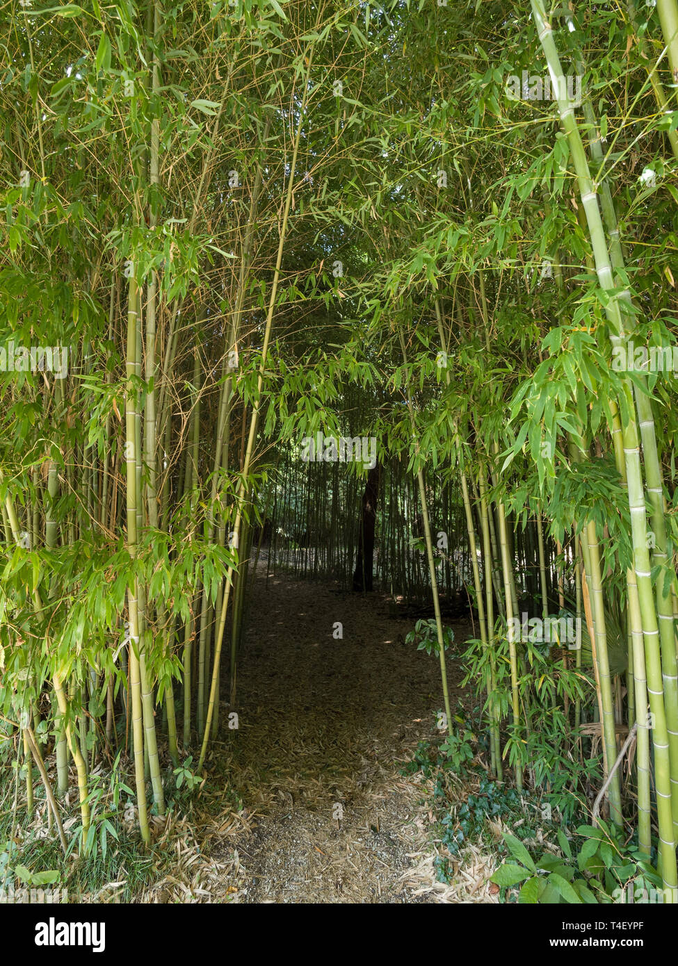 High thickets of bamboo. Thick bamboo stalks with leaves Stock Photo