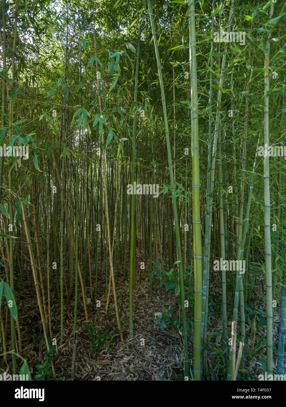 High thickets of bamboo. Thick bamboo stalks with leaves Stock Photo