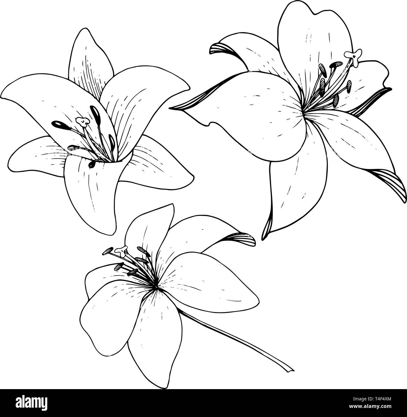 Vector Lily floral botanical flower. Engraved ink art on white ...