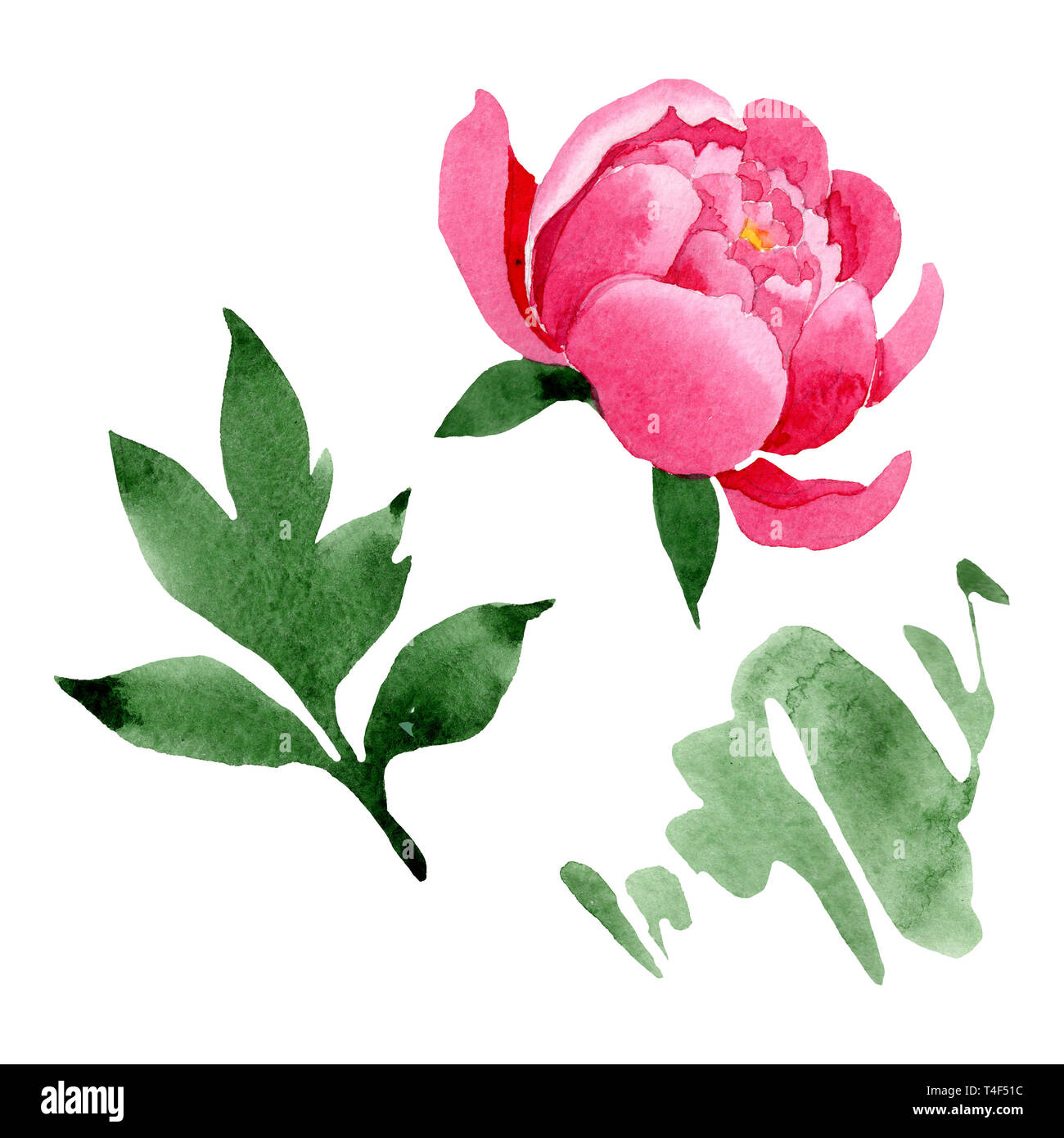 Pink peony floral botanical flowers. Watercolor background illustration ...