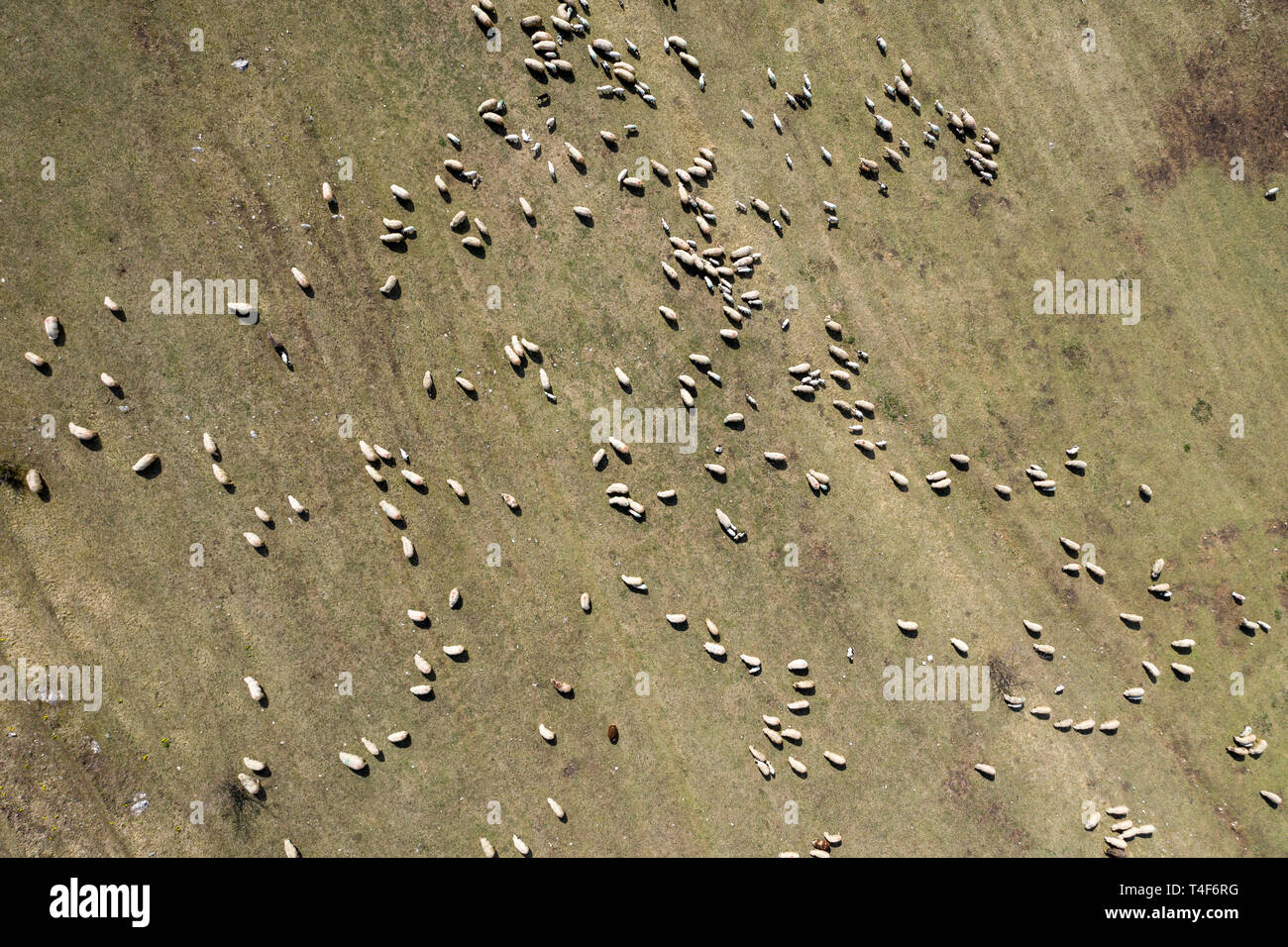 Aerial drone view of herd of sheep grazing in a meadow in the spring ...