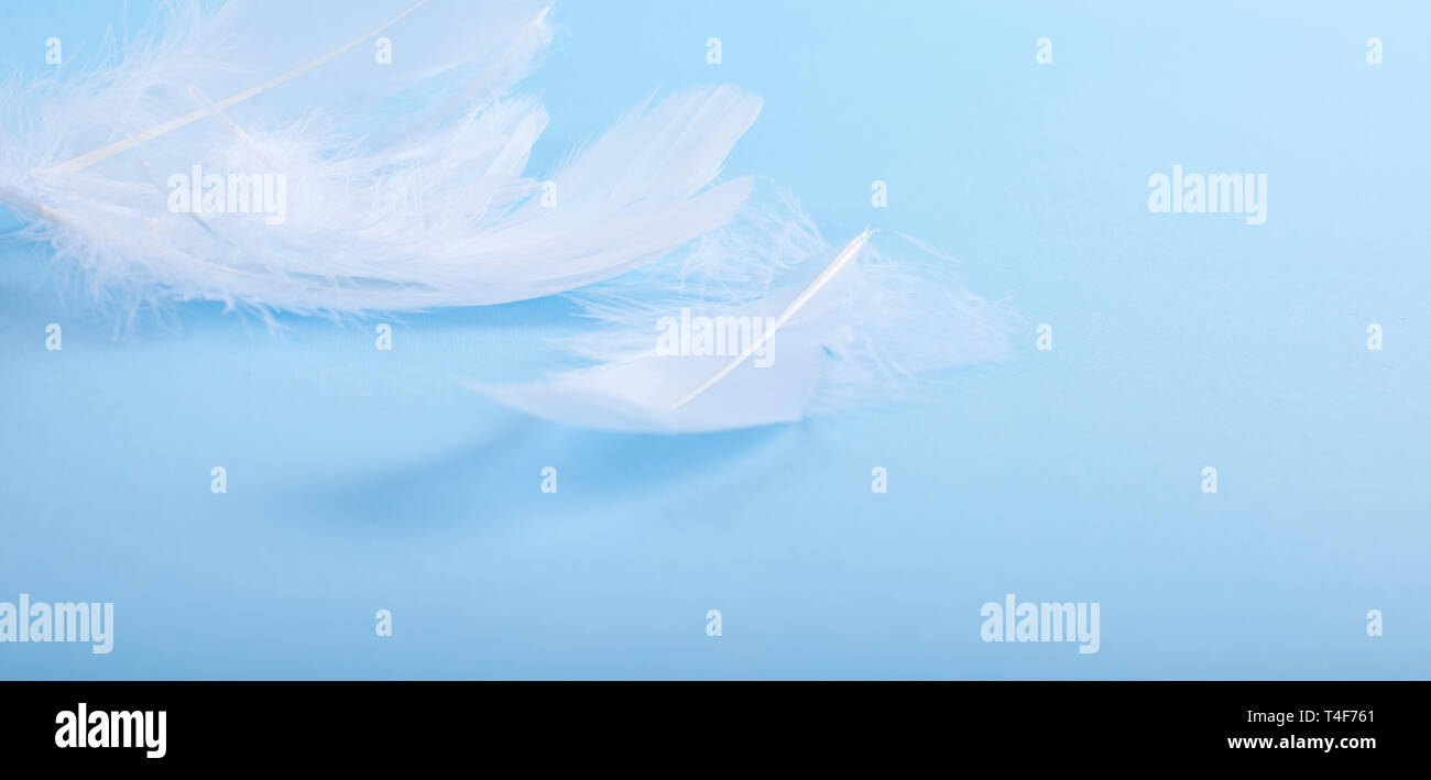 A Lot Of White Feathers On A Blue Background Light Shades And