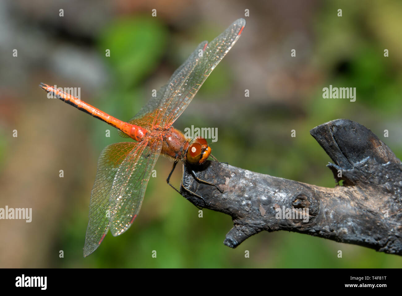 Brown dragonfly sits on a dry branch Stock Photo - Alamy