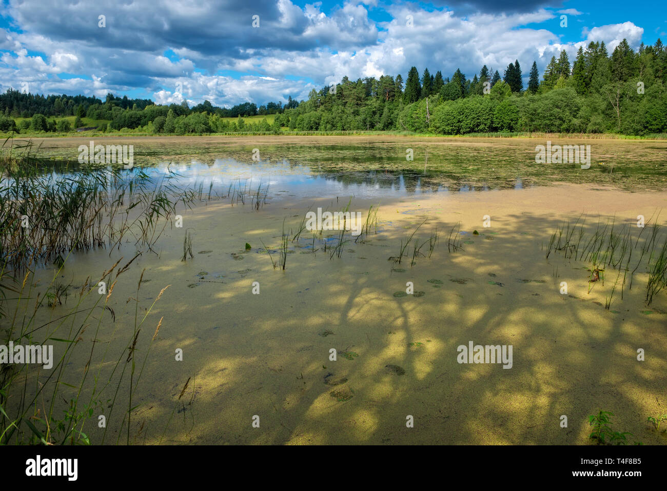 Summer day on Lake Golova, Valdaisky district, Novgorod region, Russia Stock Photo