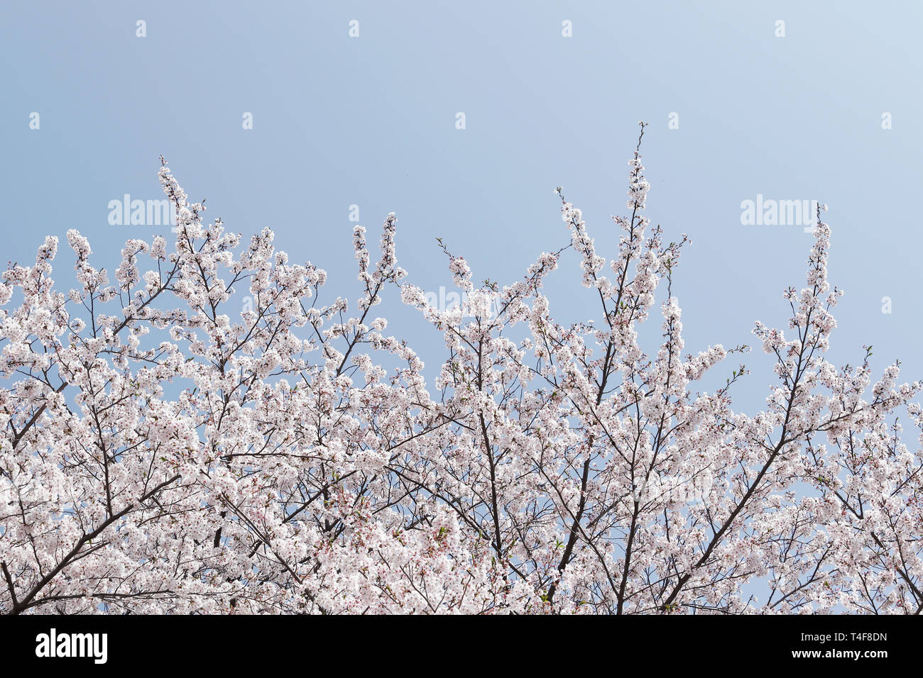 springtime cherry blossom tree against the clear blue sky Stock Photo ...