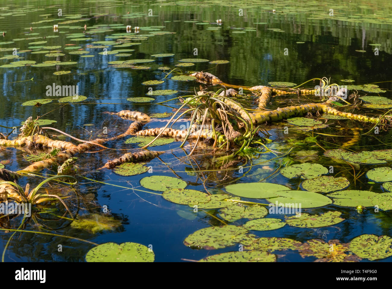 Water Lily Roots Surface Water Lily Flower Tree Root Pattern Tree Roots Lotus Blossom Herbal Plant Stock Photo Alamy