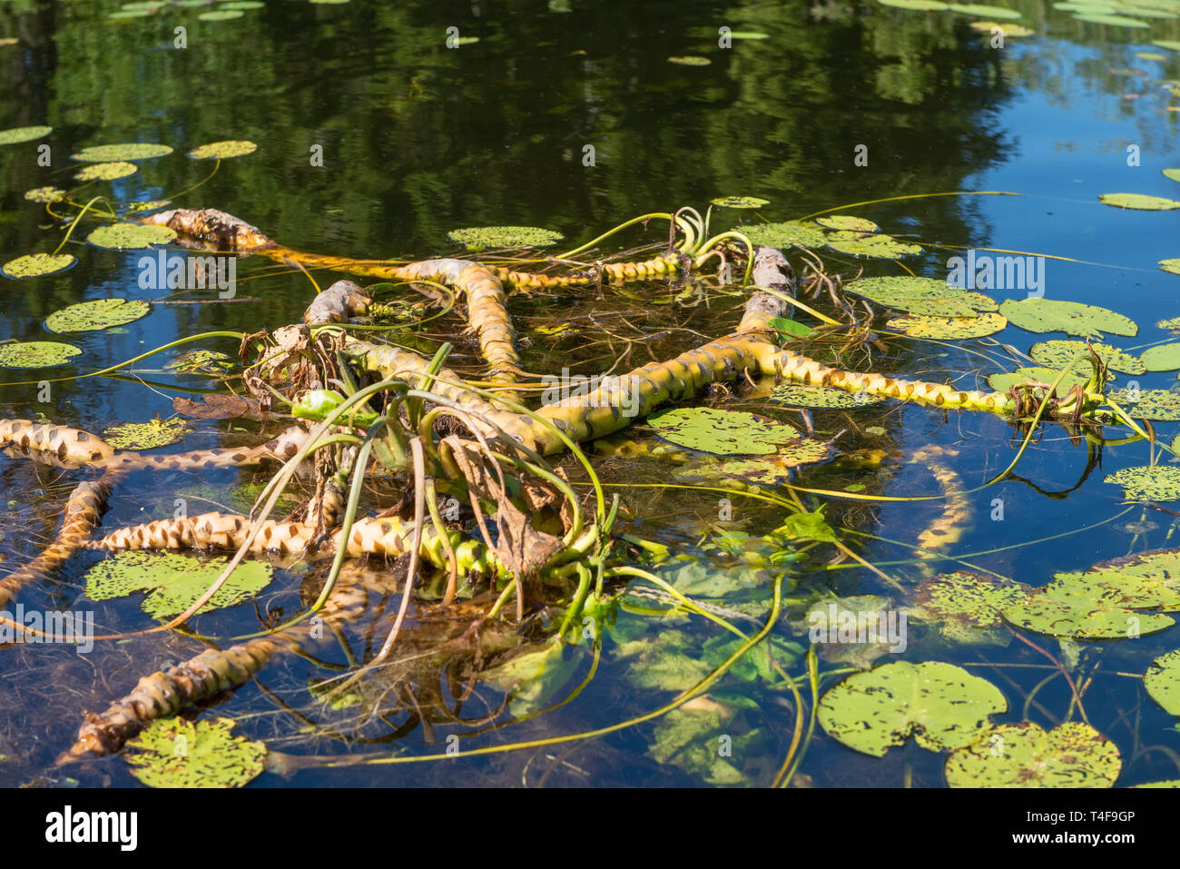 Featured image of post Lotus Root In Water / Water, lotus root, chicken, salt, dates, pork ribs, fish, dates.