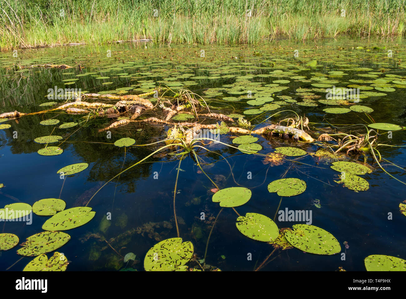 Water lily roots surface. Water lily flower. Tree root pattern. Tree