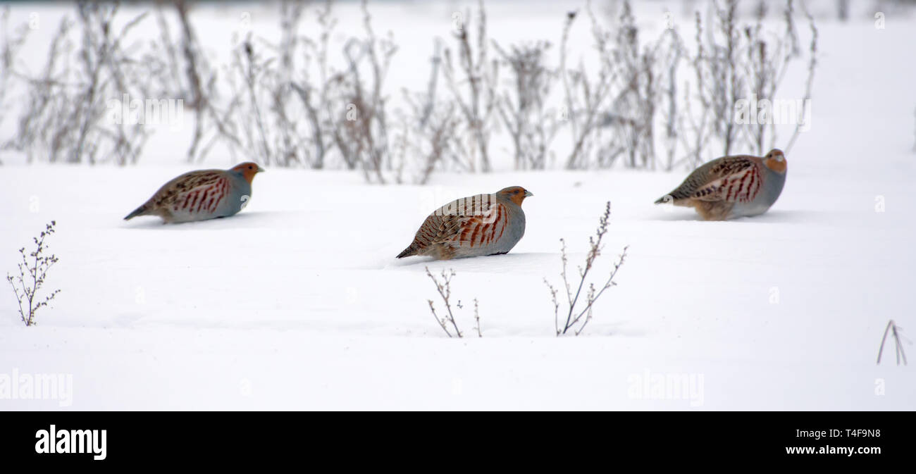 Flock of Grey Partridges posing on snow in winter Stock Photo