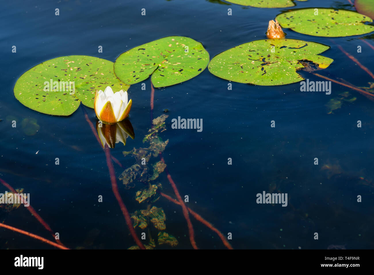 Water Lily Roots Surface Water Lily Flower Tree Root Pattern Tree Roots Lotus Blossom Herbal Plant Stock Photo Alamy Water Lily Roots Surface Water Lily Flower Tree Root Pattern Tree Roots Lotus Blossom Herbal Plant Stock Photo Alamy