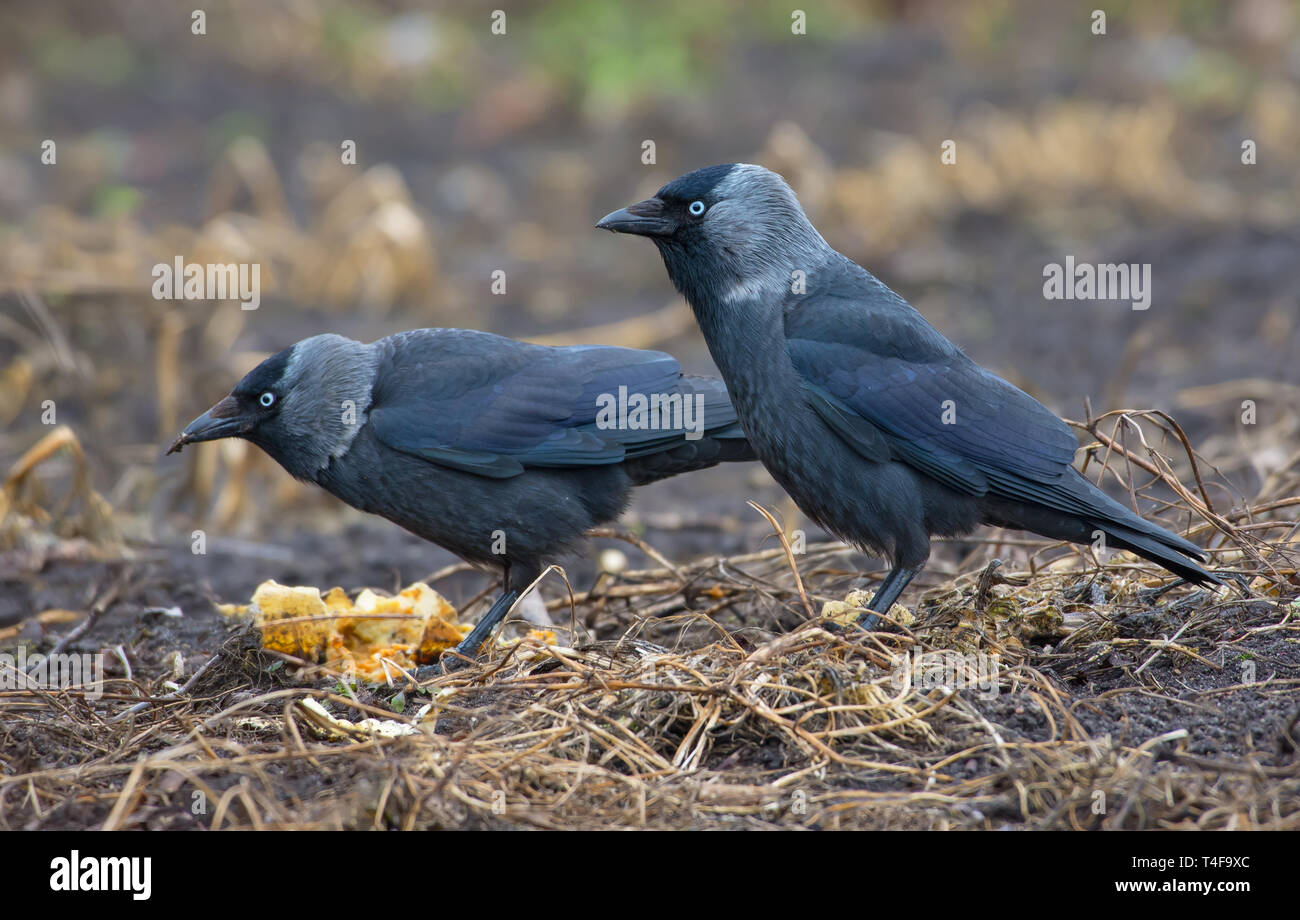 Pair of western jackdaws feeding together in a field Stock Photo