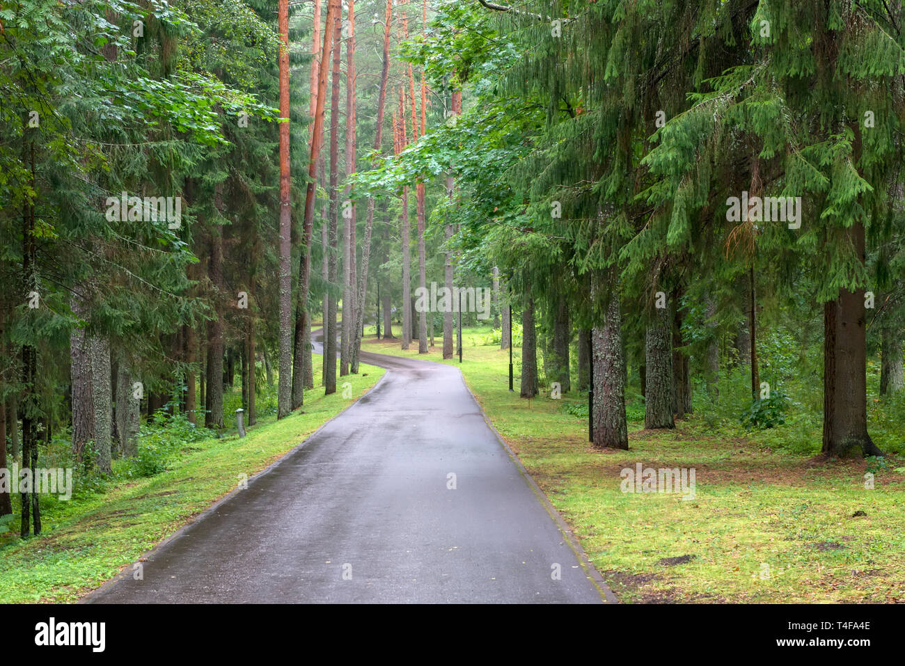 Asphalt road through the forest on a rainy day Stock Photo - Alamy