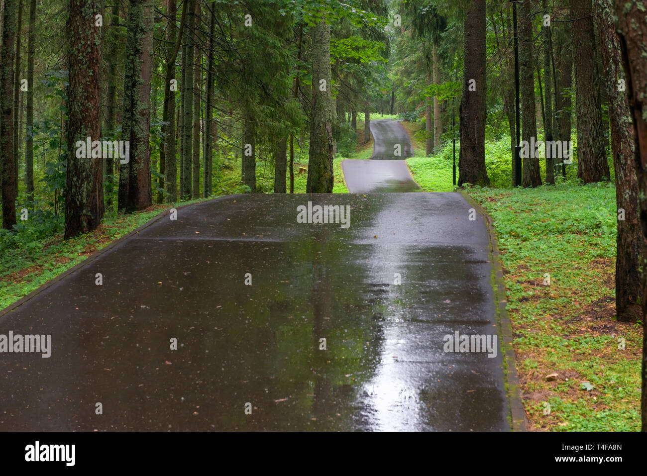 Asphalt road through the forest on a rainy day Stock Photo - Alamy