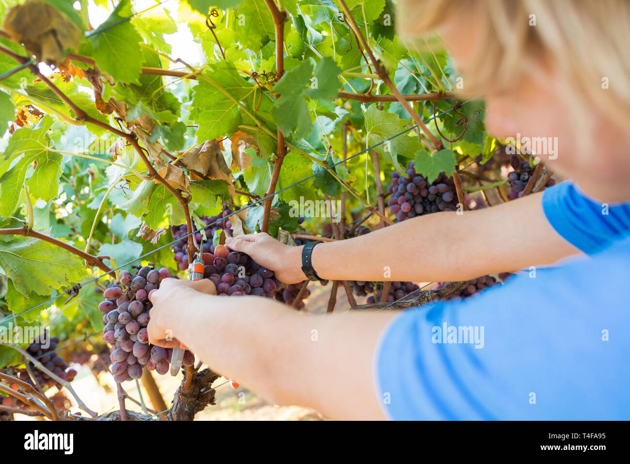 Picking Grapes Stock Photos & Picking Grapes Stock Images Alamy