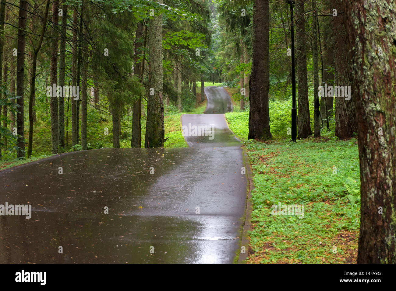 Asphalt road through the forest on a rainy day Stock Photo - Alamy