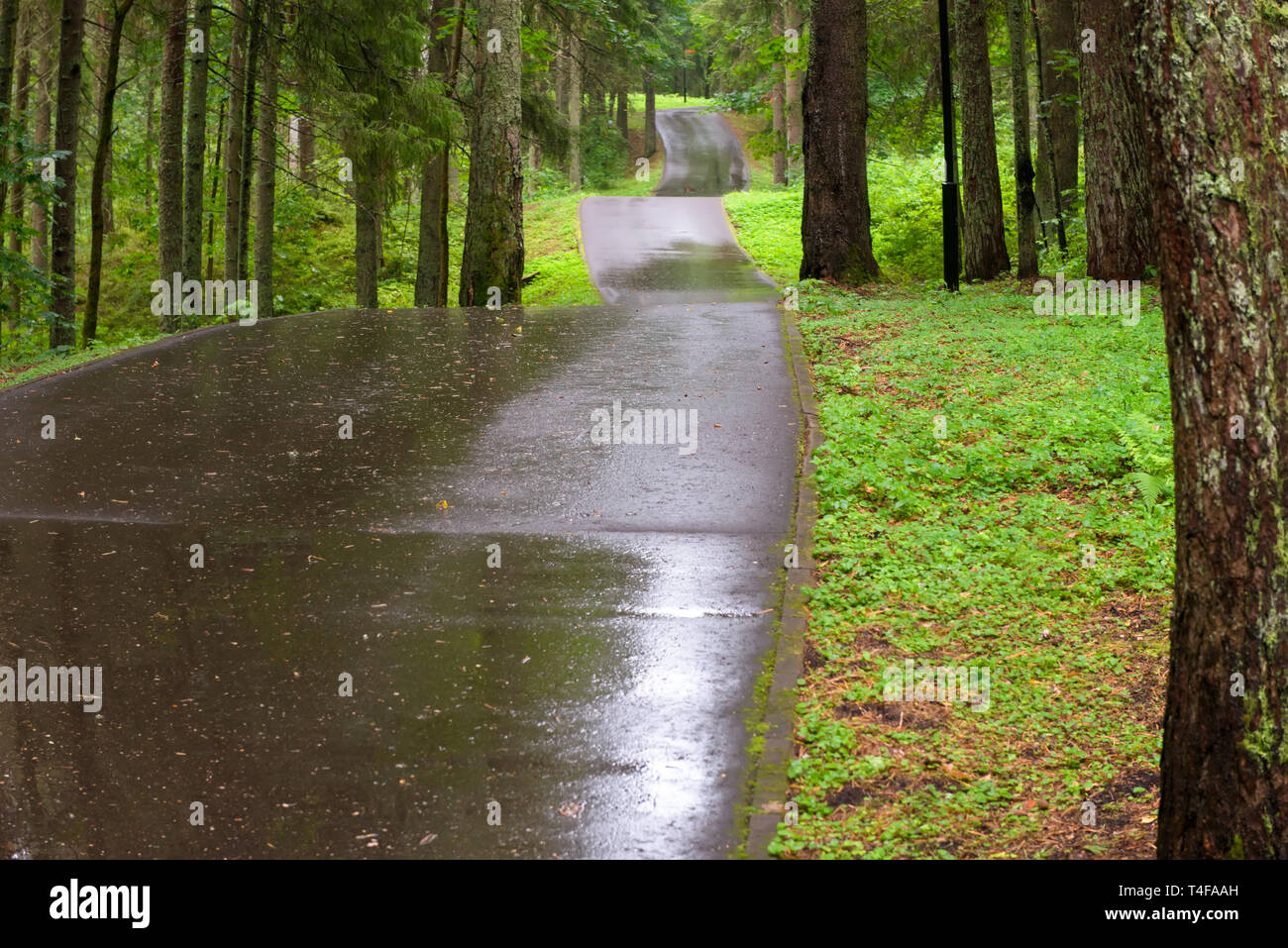Asphalt road through the forest on a rainy day Stock Photo - Alamy