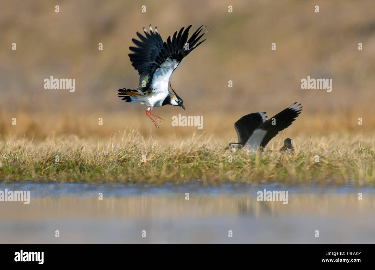 Northern lapwing males fighting in air at spring in fields Stock Photo