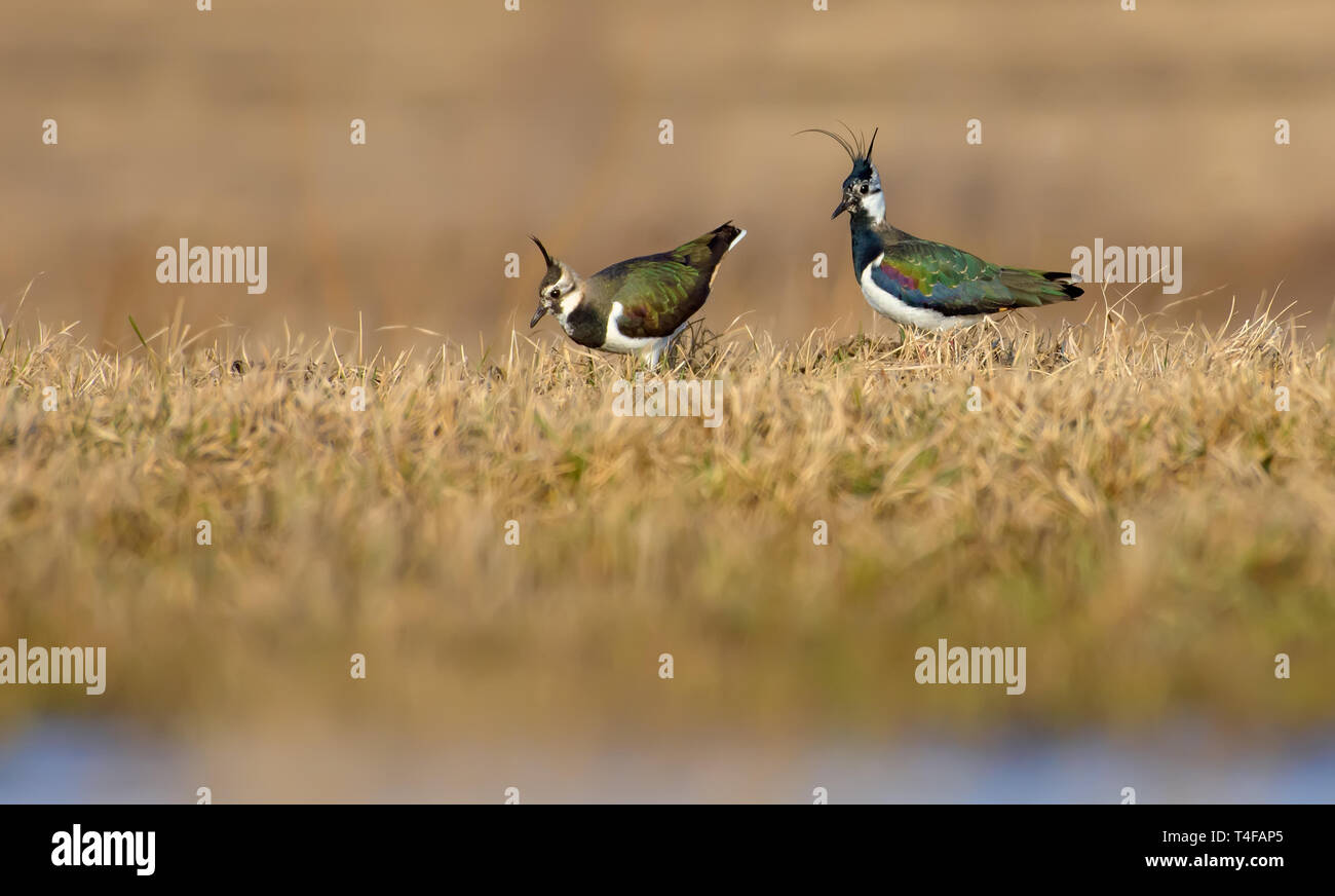 Northern lapwing male and female do courtship and love display Stock Photo