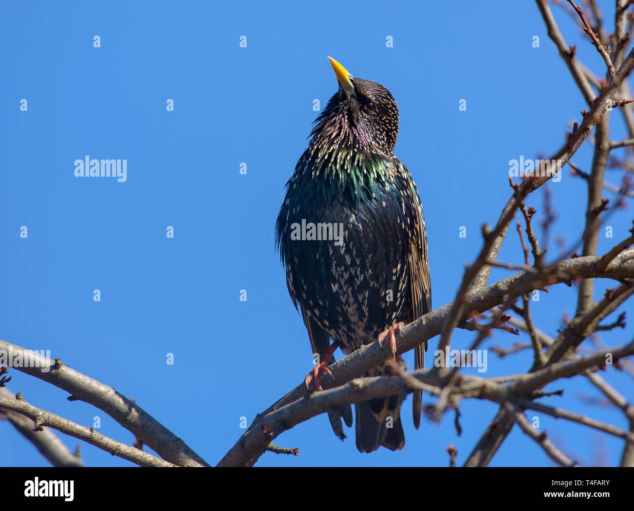 Common Starling perched on spring tree on blue sky background Stock Photo