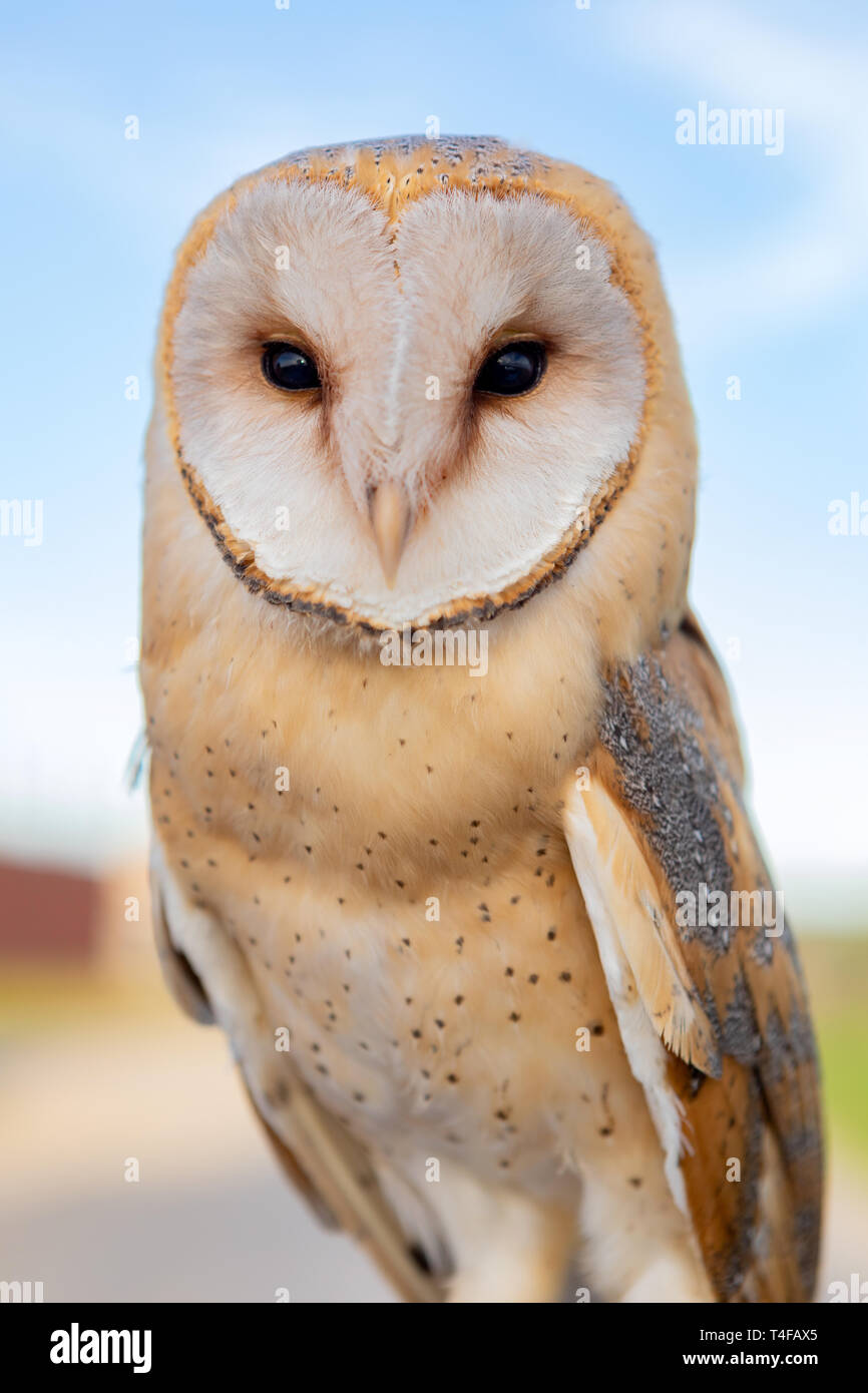 Portrait of white owl with a face as a heart Stock Photo