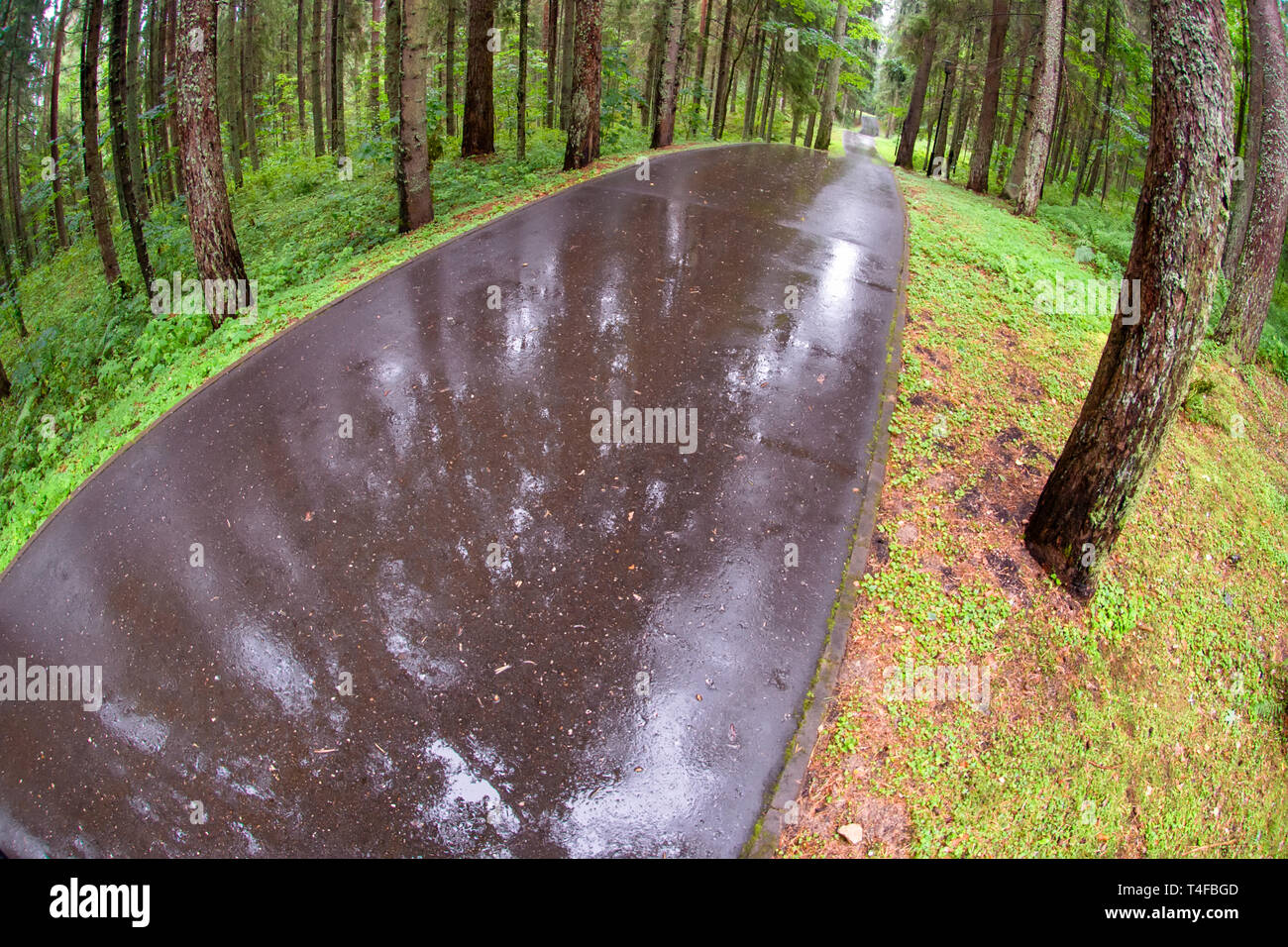 Asphalt road through the forest on a rainy day Stock Photo - Alamy