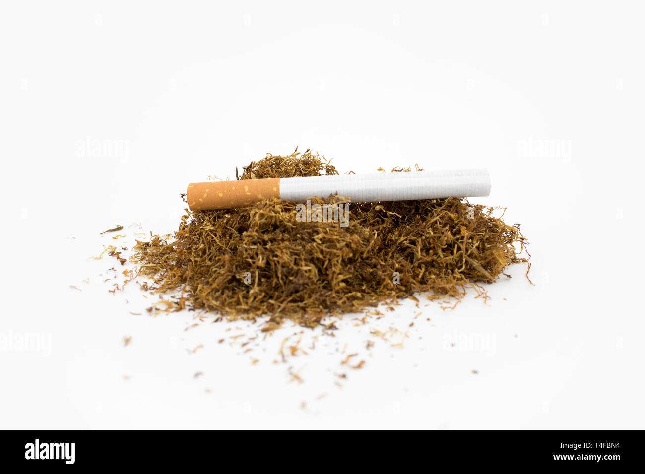 smoking natural tobacco Cigar on a stack of natural tobacco on white background. A cigarette is a  dried plant normally of tobacco Stock Photo