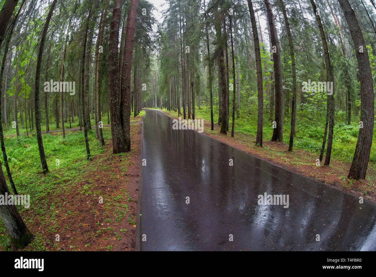 Asphalt road through the forest on a rainy day Stock Photo - Alamy