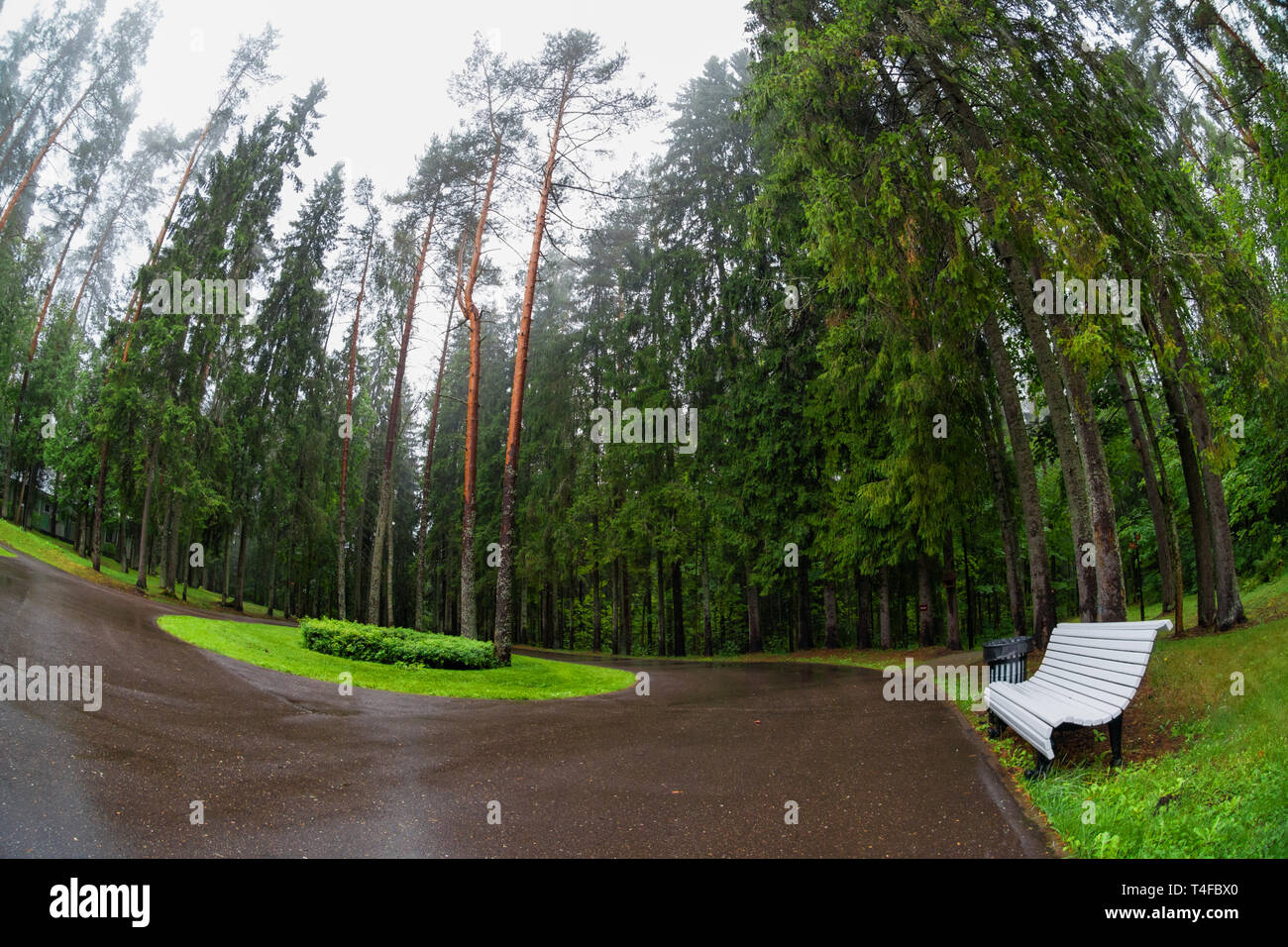 Asphalt road through the forest on a rainy day Stock Photo - Alamy