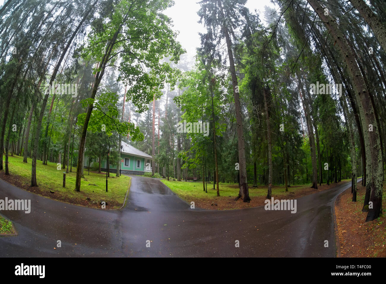 Asphalt road through the forest on a rainy day Stock Photo - Alamy