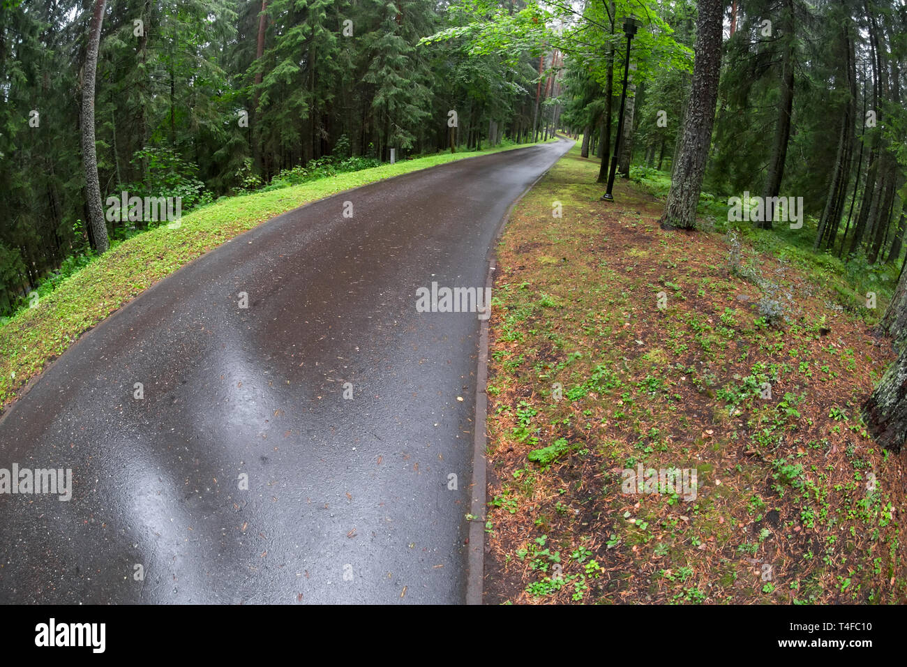 Asphalt road through the forest on a rainy day Stock Photo - Alamy