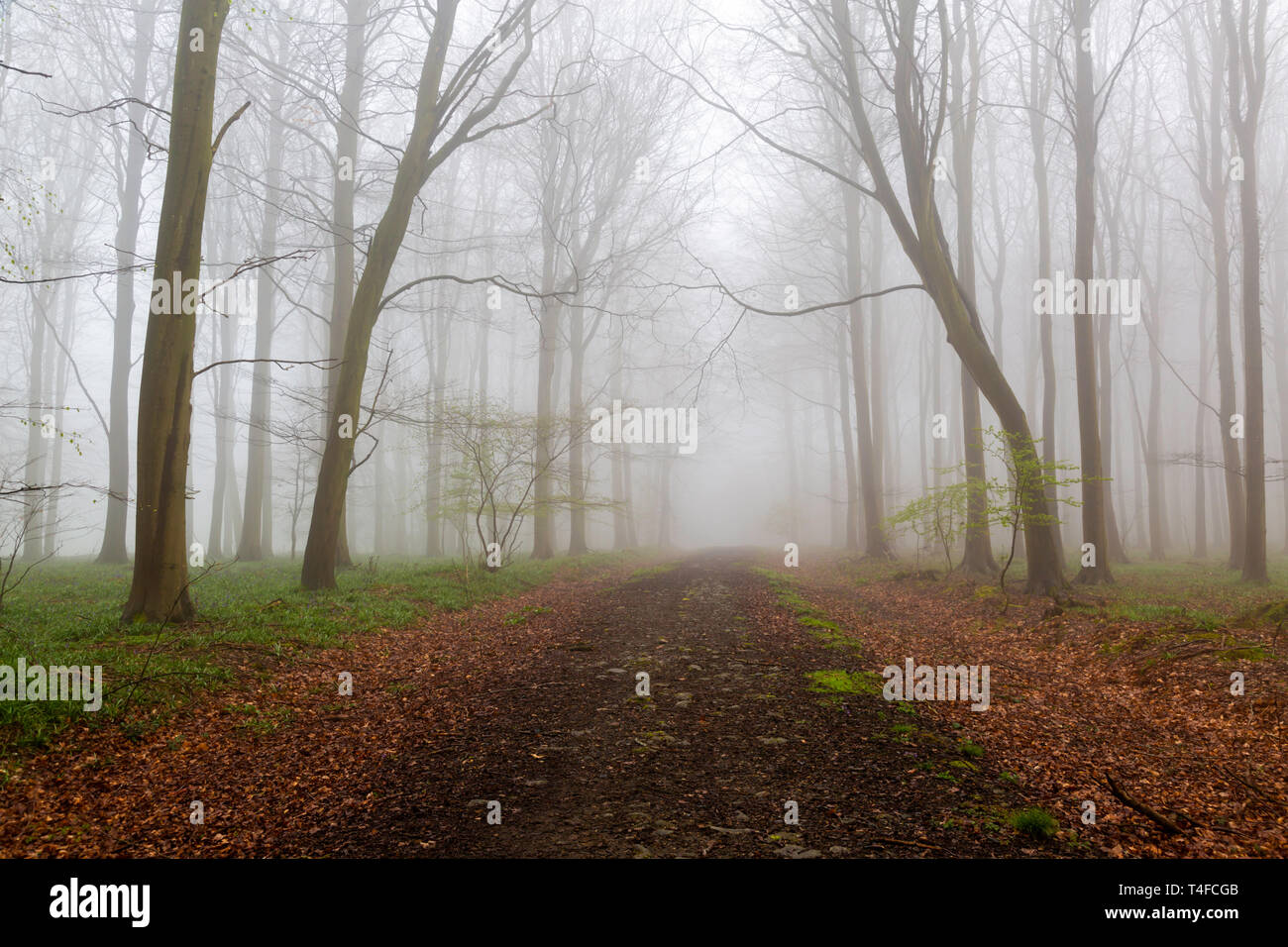 Misty April morning at King's Wood, Challock, Kent, UK. Stock Photo