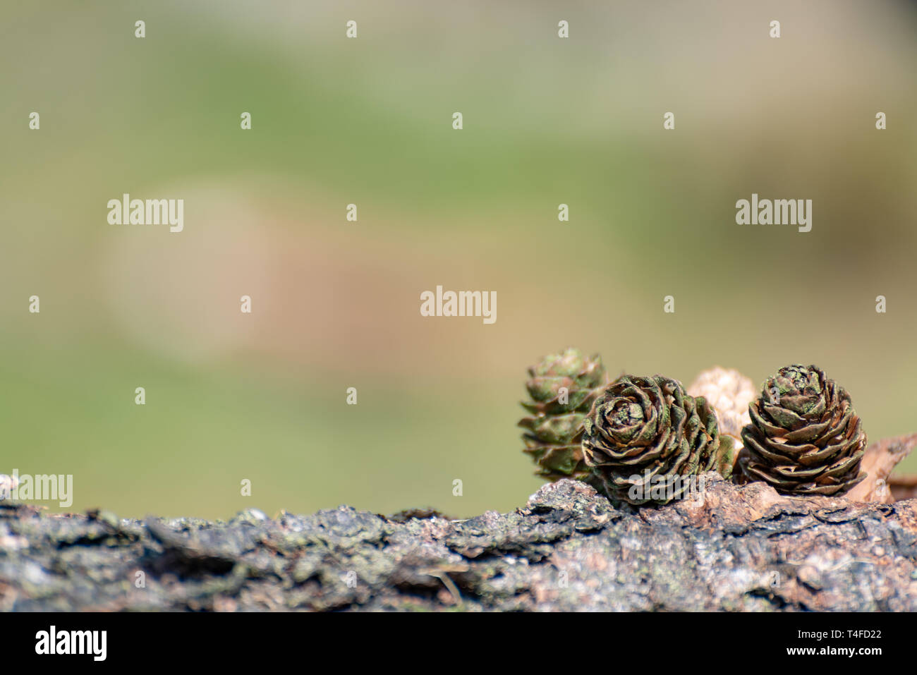 Conifer pine cones in a natural rural outdoor woodland environment. Stock Photo